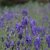 Aconitum x cammarum Spark´s Variety, Trädgårdsstormhatt