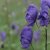 Aconitum x cammarum Spark´s Variety, Trädgårdsstormhatt