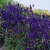 Aconitum x cammarum Spark´s Variety, Trädgårdsstormhatt, P9cm
