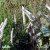 Actaea simplex Black Negligee, Höstsilverax, C13cm