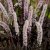 Actaea simplex Carbonella ® , Höstsilverax