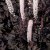 Actaea simplex Chocoholic ®, Höstsilverax, P9cm
