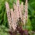 Actaea simplex Pink Spike, Höstsilverax