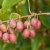 Actinidia arguta Issai & Ken´s Red, Minikiwi / Krusbärsaktinidia, D6