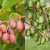 Actinidia arguta Issai & Ken´s Red, Minikiwi / Krusbärsaktinidia, D6