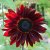 Solros Pro Cut Red
