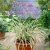 Agapanthus hybr. Silver Moon ®, Afrikas blå lilja