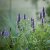 Agastache hybr. Black Adder, Anisisop, P9cm