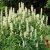 Agastache rugosa Alabaster, Koreansk Anisisop