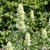 Agastache rugosa Alabaster, Koreansk Anisisop, P9cm