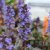 Ajuga reptans Braunhertz, Rödbladig Revsuga, P9cm