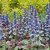 Ajuga reptans Burgundy Glow, Brokbladig Revsuga