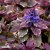 Ajuga reptans Burgundy Glow, Brokbladig Revsuga, C11,5cm