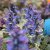 Ajuga reptans Burgundy Glow, Brokbladig Revsuga, C11,5cm