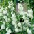 Alcea rosea Pleniflora White, Stockros, P9cm