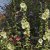 Alcea rugosa, Gul Stockros