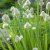 Allium fistulosum, Piplök