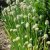 Allium fistulosum, Piplök
