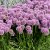 Allium Millenium, Kantlök