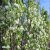Amelanchier alnifolia Obelisk ®, Bärhäggmispel, 80 stam C4