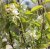 Amelanchier alnifolia Obelisk ®, Bärhäggmispel, 80 stam C4