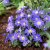 Anemone blanda Blue Shades, Balkansippa, P9cm