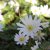 Anemone blanda White Splendor, Balkansippa, P9cm