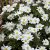 Anemone blanda White Splendor, Balkansippa, P9cm