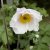 Anemone hybr. Dreaming Swan ®, Trädgårdsanemon