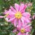 Anemone hup. v. jap. Pamina, Fylld Höstanemon, C13cm