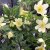 Anemone lipsiensis Sioux, Svavelsippa, P9cm