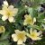 Anemone lipsiensis Sioux, Svavelsippa, P9cm