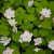 Anemonella thalictroides, Sippruta, P9cm