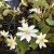 Anemonella thalictroides, Sippruta, P9cm