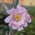 Anemone x hybrida Montrose, Stor Höstanemon