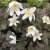 Anemone nemorosa Dark Leaf, Vitsippa, P9cm