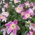 Anemone nemorosa Fire and Ice