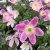 Anemone nemorosa Fire and Ice