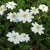 Anemone nemorosa Hilda, Vitsippa, P9cm