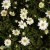 Anemone nemorosa Hilda, Vitsippa, P9cm
