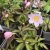 Anemone nemorosa Lucia, Vitsippa, P9cm
