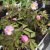 Anemone nemorosa Lucia, Vitsippa, P9cm