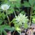 Anemone nemorosa Skaraborg, Vitsippa, P9cm