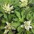 Anemone nemorosa Skaraborg, Vitsippa, P9cm