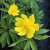 Anemone ranunculoides Antiesen, Gulsippa, P9cm