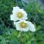 Anemone sylvestris, Tovsippa, P9cm