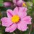 Anemone tomentosa Serenade, Silvrig Höstanemon, C13cm