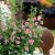 Rumsmalva Anisodontea Lady in Pink, stickling 3-pack