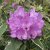 Rhododendron hybr. Anna´s Platinum ®