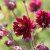 Aquilegia vulgaris Ruby Port, Stjärnakleja